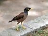 Common Mynah in Tehran 2 by Bijan Falsafi