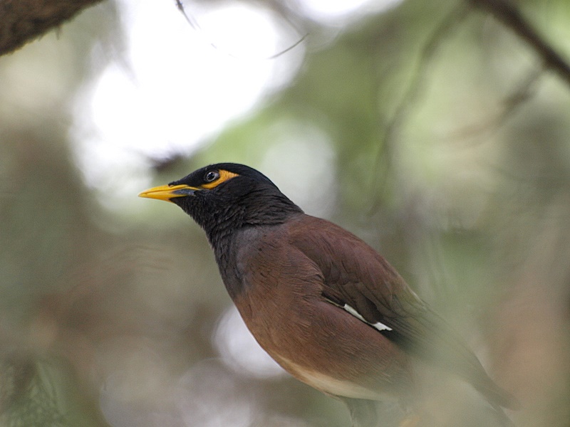 Common Mynah in Tehran 1