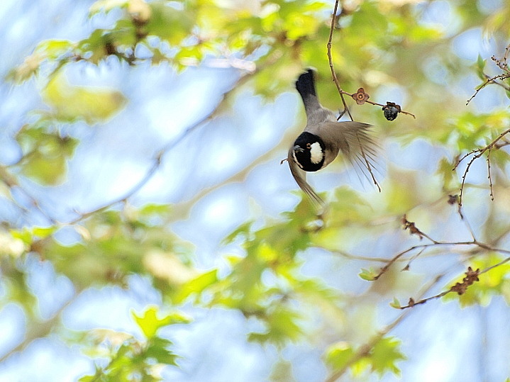 Birding-1