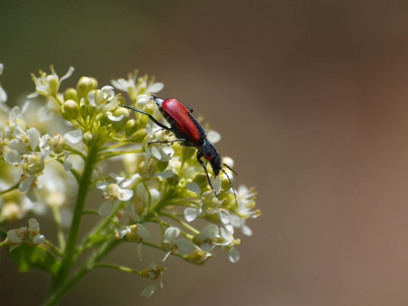Bugging around