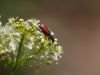 Bugging around by Bijan Falsafi
