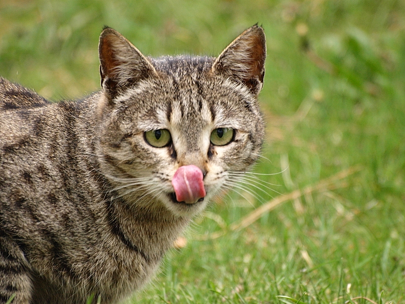 Tehran Cat