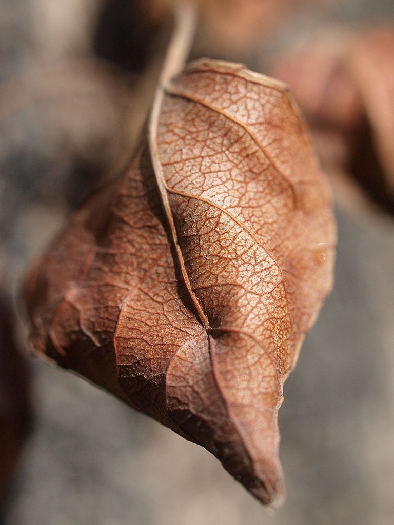 Last leaf