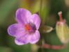 Downtrodden flowers by Bijan Falsafi