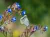 Iran nature - Alamoot area by Bijan Falsafi