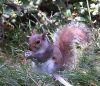 Squirrel eating. by Dave Hall