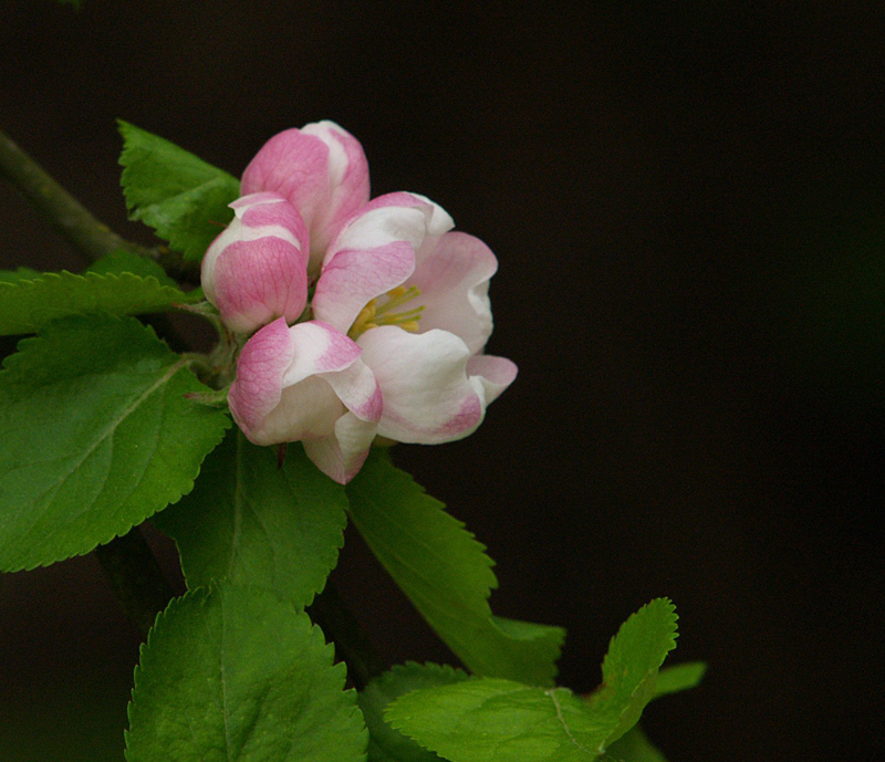 Wild flower