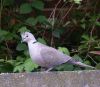 Collared Turtle Dove by Dave Hall