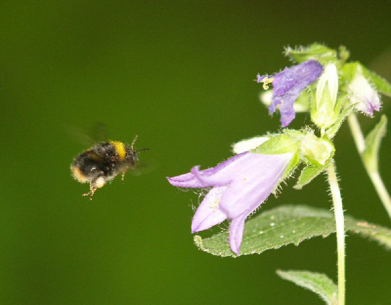 Bee zooming in.