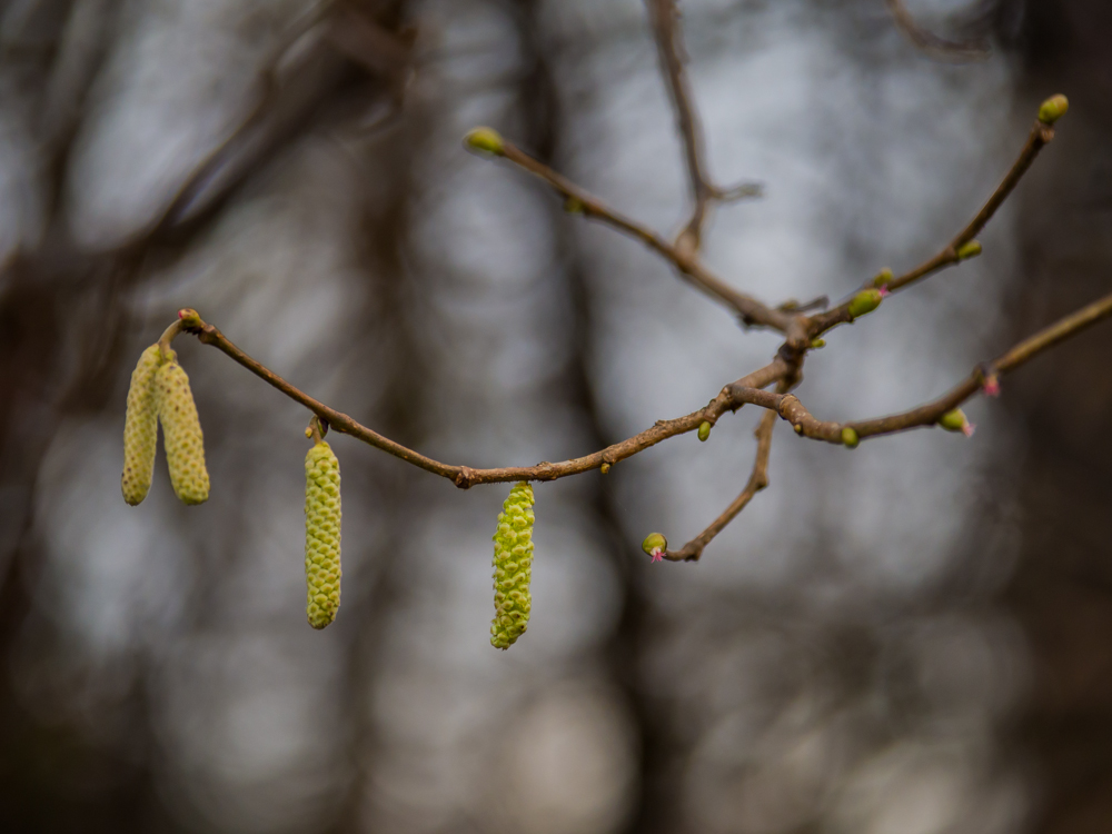 Catkins