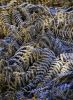 Frost pattern by Dave Hall