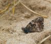 Grayling butterfly