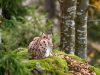 Eurasian Lynx 1. by Dave Hall