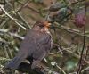 Juvenile blackbird