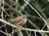 Dunnock by Dave Hall