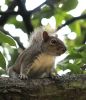 Squirrel on branch. by Dave Hall