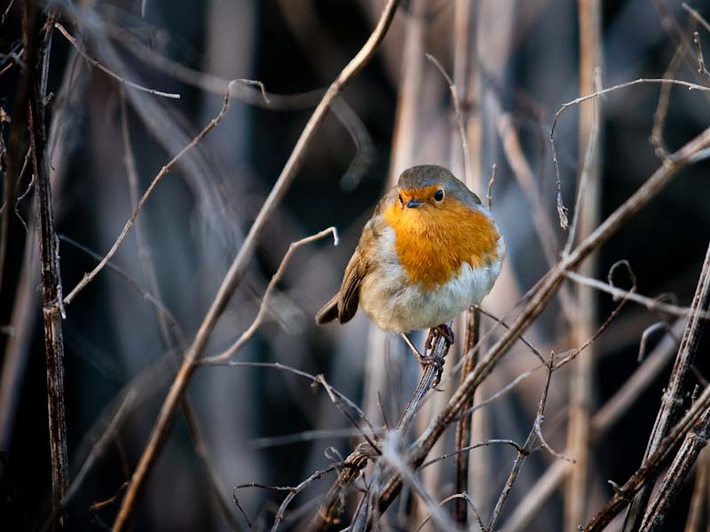 Robin (2)
