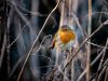 Robin (2) by Dave Hall