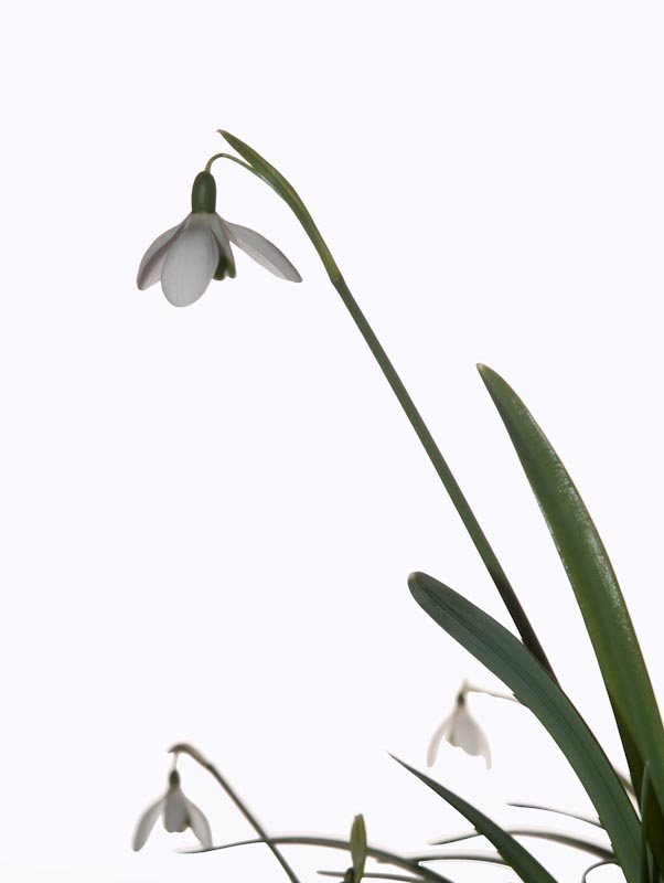 Snowdrop 2