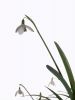 Snowdrop 2 by Dave Hall