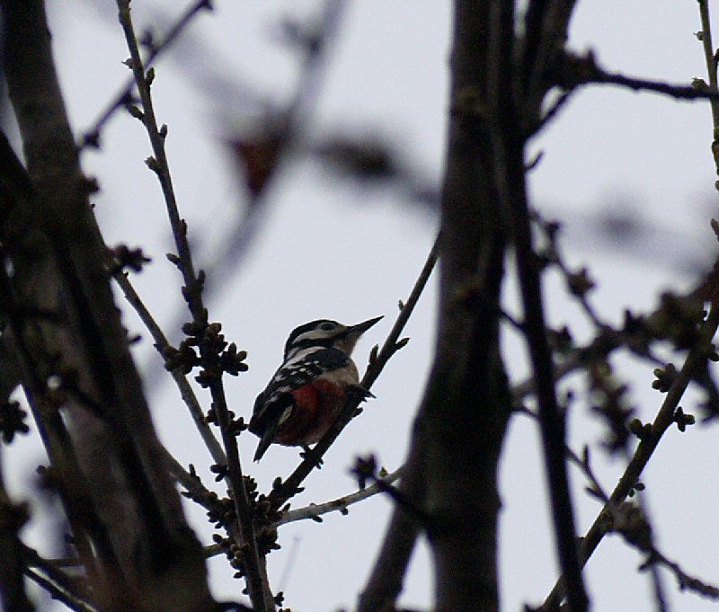 Woodpecker?