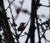 Woodpecker?