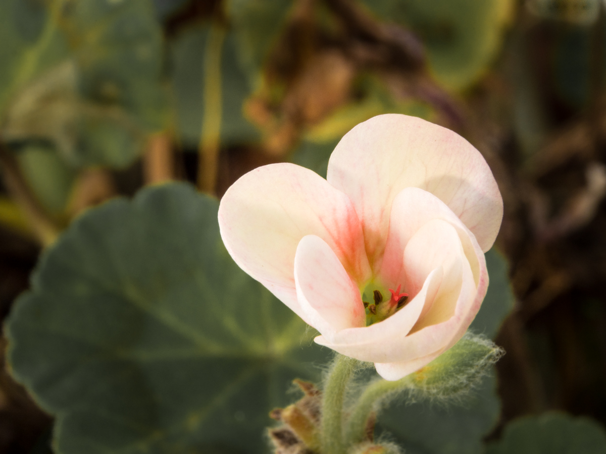 begonia