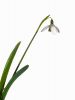 Snowdrop 2 (2) by Dave Hall