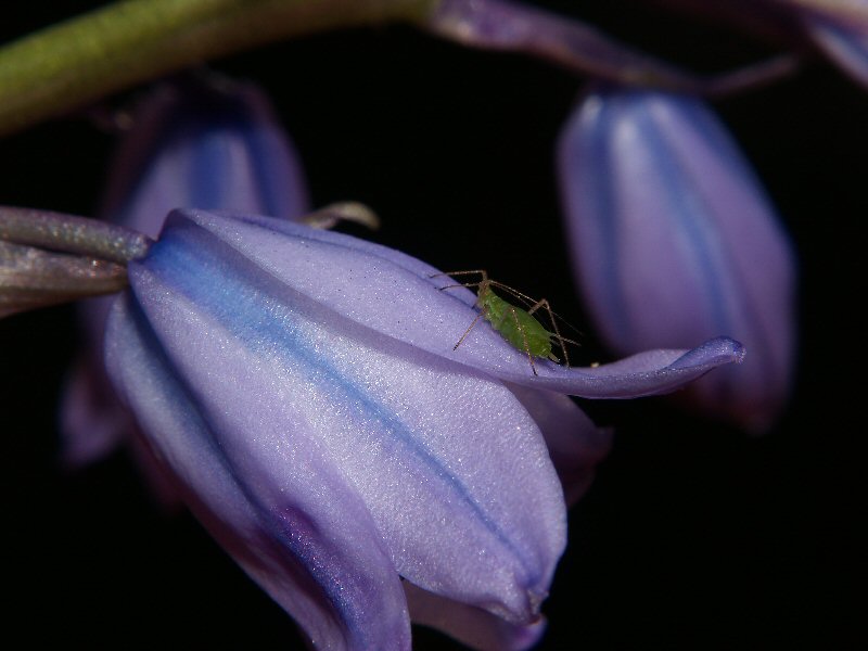 Greenfly on bluebell