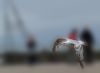 Flying gull