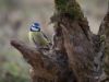 Blue Tit on log