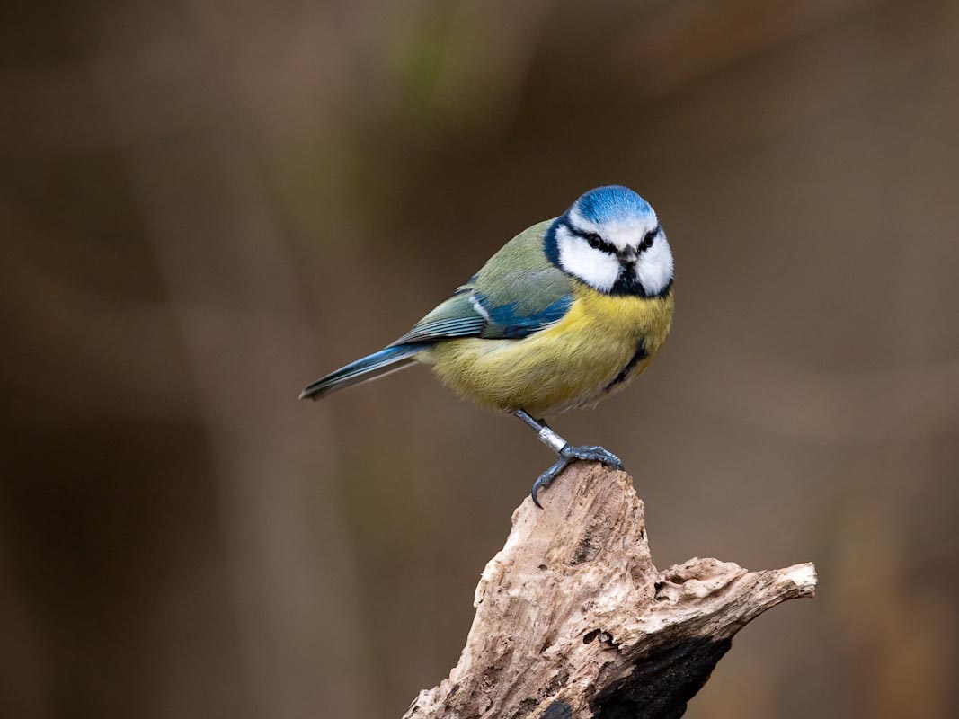 Blue Tit (2)