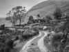 Derelict Cottage, Ireland by Dave Hall