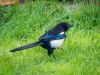'Day 12. Magpie' by Dave Hall