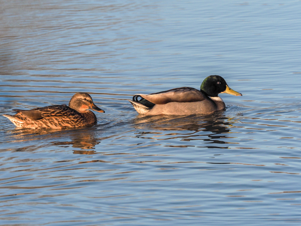 day 15 Mallard and chick