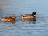 'day 15 Mallard and chick' by Dave Hall