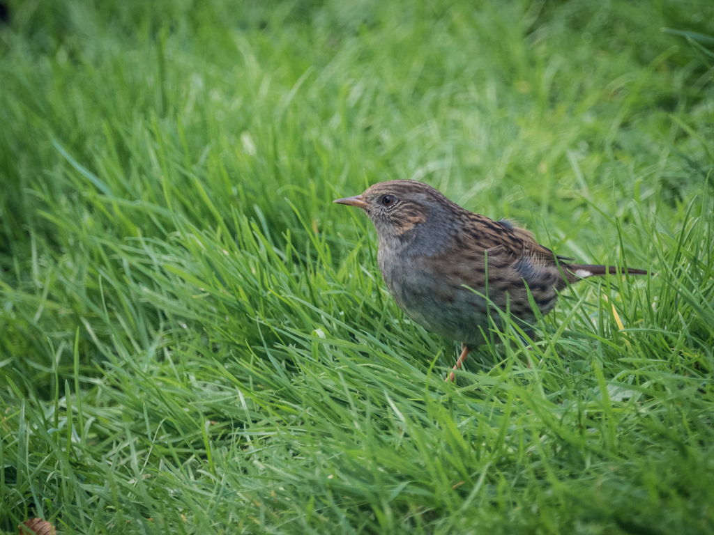 Day 2.Dunnock