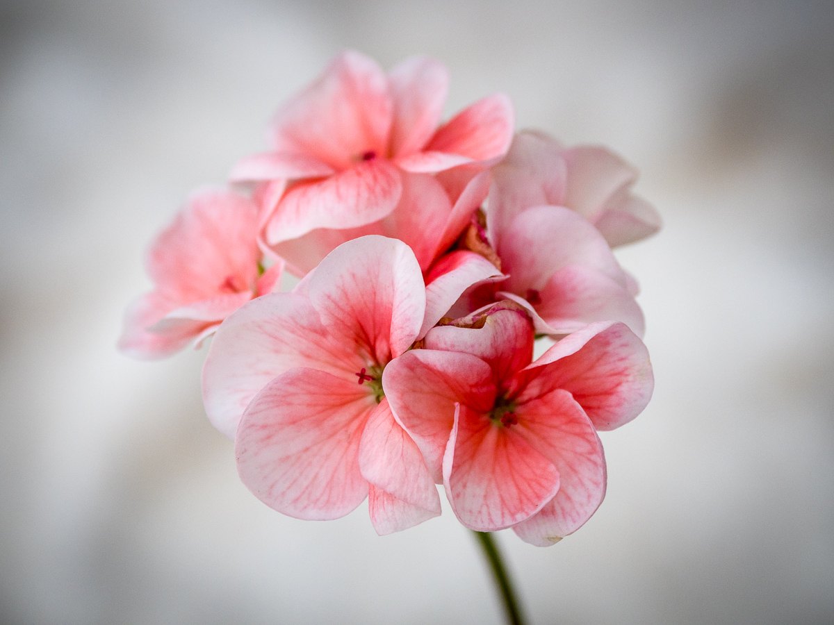 Day 13 Geranium