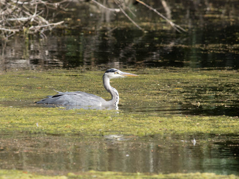 Heron (2)
