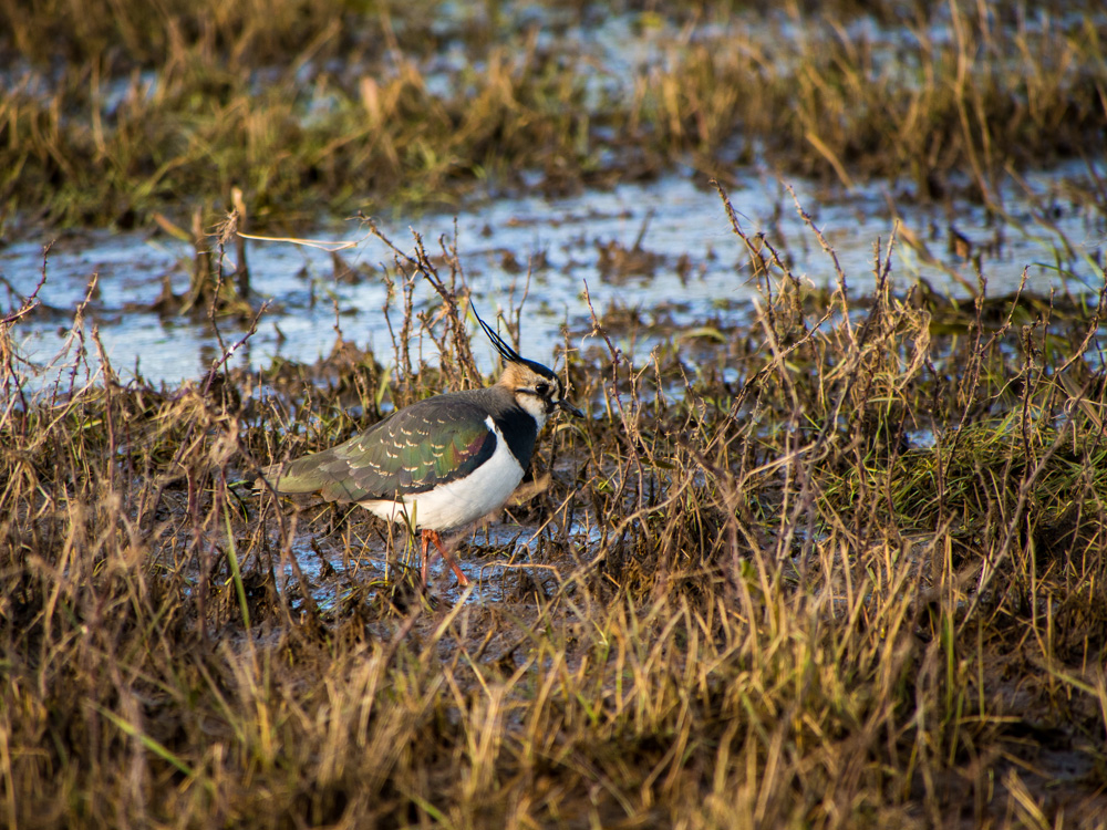 Lapwing