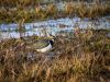 Lapwing by Dave Hall