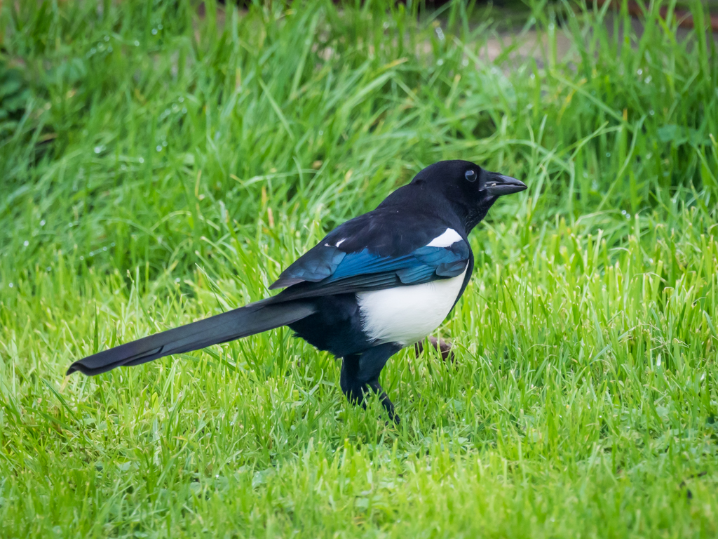 Day 22 Magpie