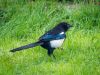 'Day 22 Magpie' by Dave Hall
