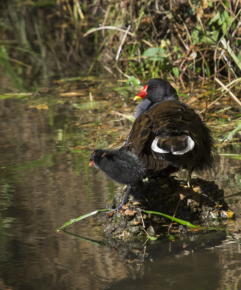 Moor Hen & Chick