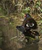 Moor Hen & Chick by Dave Hall