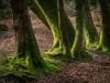 Newe Forest Trunks.