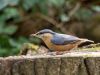 Nuthatch by Dave Hall