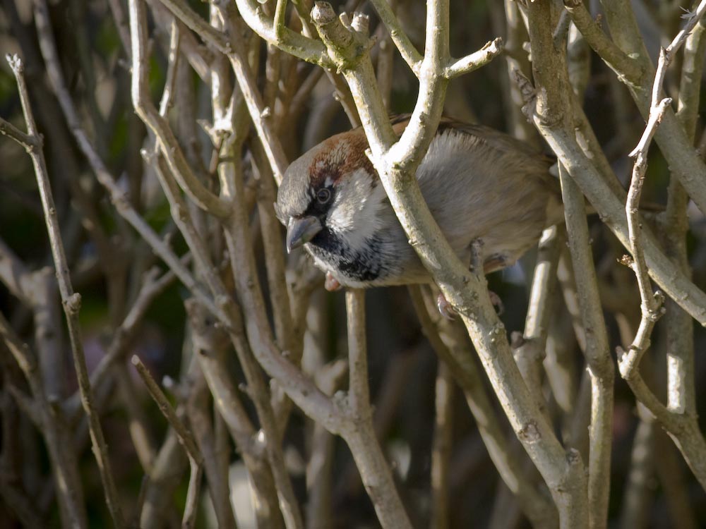 sparrow 2