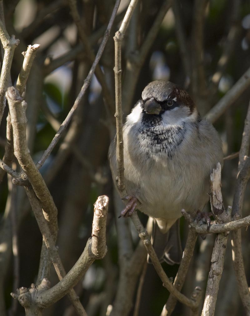 Sparrow 1
