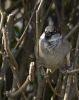 Sparrow 1
